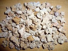 Lot fossil sea d'occasion  Expédié en Belgium