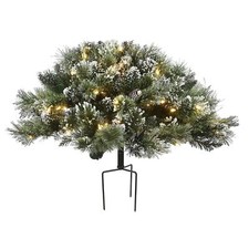 Glittery bristle pine for sale  USA