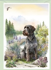 German wirehaired pointer for sale  YEOVIL
