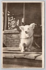 Postcard american eskimo for sale  Little Rock