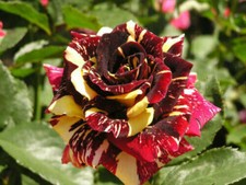 Semi rosa abracadabra usato  Reggio Calabria