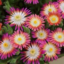 Delosperma plug plants for sale  LONDON