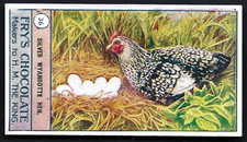 Fry birds poultry for sale  TAMWORTH