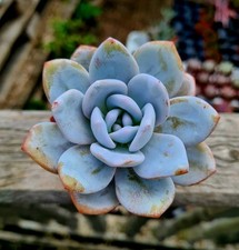 Echeveria white lotus for sale  CLACTON-ON-SEA