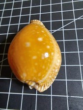 Schöne perisserosa guttata gebraucht kaufen  Duisburg