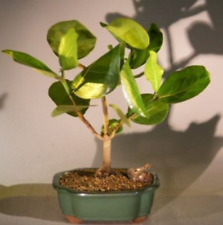 Sea grape bonsai for sale  Patchogue