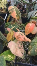2705xu philodendron melanochry gebraucht kaufen  Dettingen an der Erms