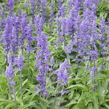 Sage blue salvia for sale  Sevierville