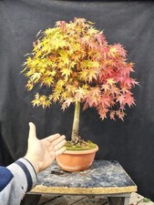 Bonsai acero palmato usato  Montevarchi