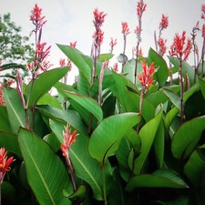Tropical lot red for sale  Richfield