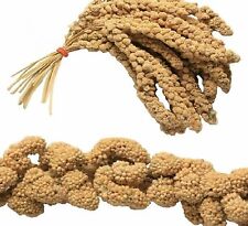 Chinese millet spray for sale  BIRMINGHAM