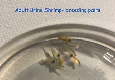 Live brine shrimps for sale  Katy