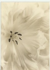 Ikea bild blüte gebraucht kaufen  Heinsberg