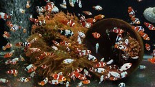 Clownfish harem work for sale  Kansas City