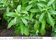 Stevia sugarleaf sweetleaf for sale  OLDHAM