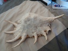 Rara grande conchiglia usato Rara grande conchiglia usato  Torino