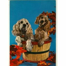 Cocker spaniel hund gebraucht kaufen Cocker spaniel hund gebraucht kaufen  Parkstein