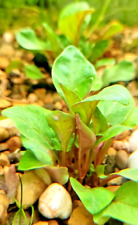Alternanthera bettzickiana liv for sale  LEAMINGTON SPA