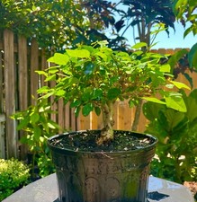 Parrots beak bonsai for sale  Bonita Springs