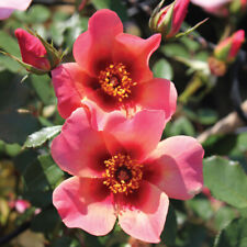 Rose eyes plant for sale  PETERBOROUGH
