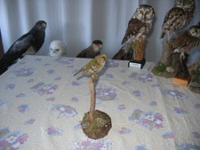 Wintergoldhähnchen gebraucht kaufen Wintergoldhähnchen gebraucht kaufen  Rothenkirchen