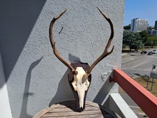 Trophée cerf élaphe d'occasion  Lorient