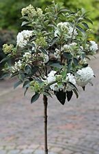 Schneeball stämmchen viburnum gebraucht kaufen  Westerstede