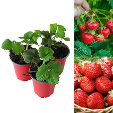 Strawberry mixed fruit for sale  GLASGOW