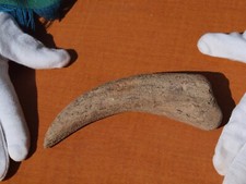 Large rare spinosaurus for sale  Tucson
