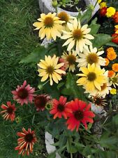 Sonnenhut mix echinacea gebraucht kaufen  Stühlingen