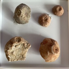 Kelche platycrinites crinoide gebraucht kaufen  Hamburg