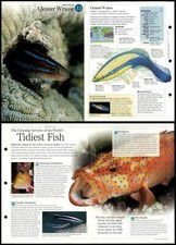 Cleaner wrasse fish for sale  SLEAFORD