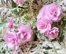 African violet leaves for sale  Apopka