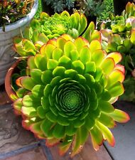 Aeonium arboreum succulent for sale  Buena Park