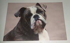 Old English Bulldog Hunde Dog  Postkarte Postcard Ak Hundepostkarte comprar usado Old English Bulldog Hunde Dog  Postkarte Postcard Ak Hundepostkarte comprar usado  Enviando para Brazil