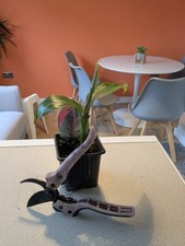 Musa sikkimensis red for sale  BURY