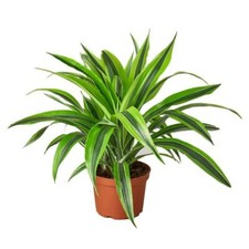 House plant dracaena for sale  Lakewood