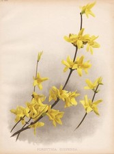 Forsythia Suspensa Forsythie Cina Fiore Botanico Litho Robinson 1890 comprar usado  Enviando para Brazil