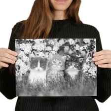 Gorgeous kittens garden for sale  SELBY