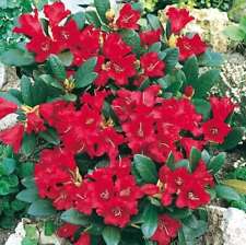 Zwerg rhododendron baden gebraucht kaufen  Bad Zwischenahn