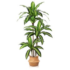 Artificial plants dracaena for sale  San Lorenzo