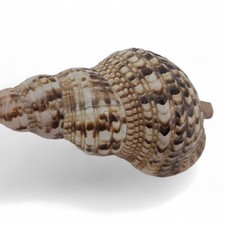 Charonia tritonis sea for sale  CASTLEFORD