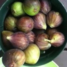 1p. chicago hardy for sale  Jamaica