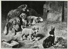 Coelho mãe e kit bebês conhecem cachorro cachorro, charmoso grande estampa antiga da década de 1880 comprar usado  Enviando para Brazil
