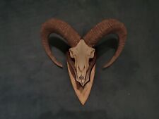 Wildschaf mufflon schädel gebraucht kaufen  Berlin
