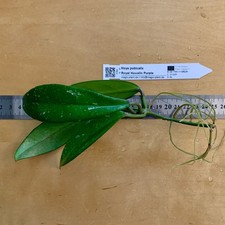 Hoya pubicalix royal gebraucht kaufen  Volkach