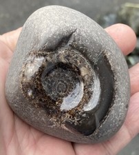 whitby fossil for sale whitby fossil for sale ABERDEEN