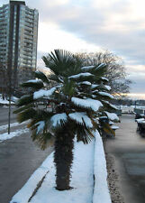 Winterharte washingtonia palme gebraucht kaufen  Kaiserslautern