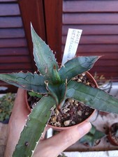 Agave heteracantha. pot usato  Civitanova Marche
