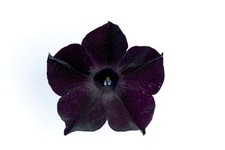 Pianta petunia house usato  Valva
